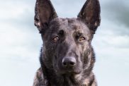 Vertical shot of a black serious-looking german king shepherd dog sitting on the grass