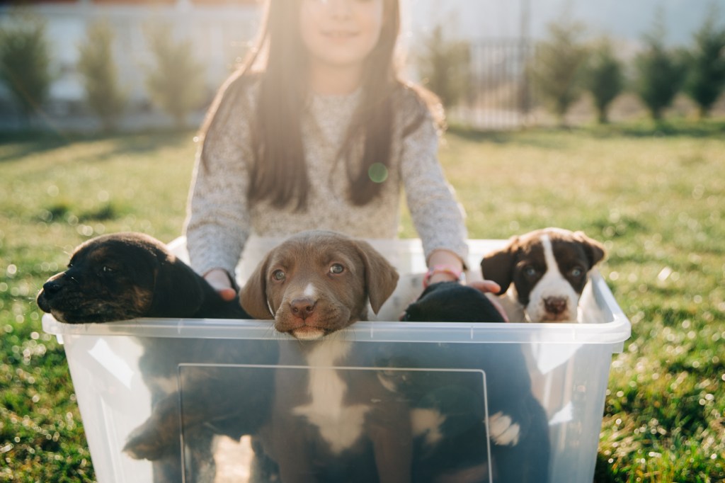 Smiling girl holding bucket full with little stray puppies for sale for free ready to be adopted.