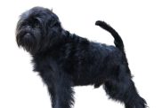 Affenpinscher isolate on white background