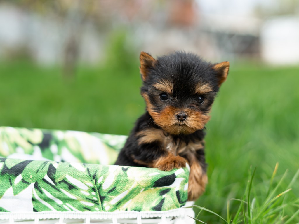 Yorkshire Terrier Yorkie puppy