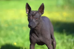 Close-up of Xoloitzcuintle