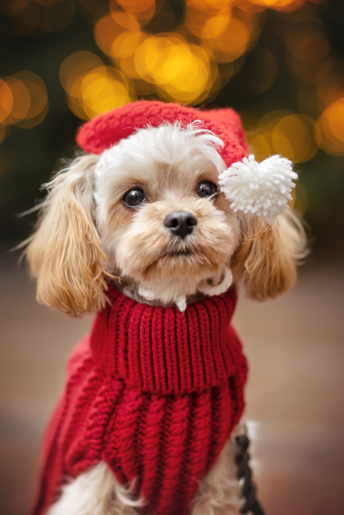 A darling Cavapoo, a doodle dog breed, in a red sweater at Christmastime. 