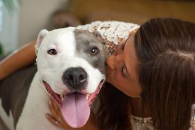 Woman kissing Pit Bull therapy dog