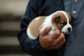 A flood evacuee holds a puppy in a shelter set up in a state gymnasium in Porto Alegre, Rio Grande do Sul state, Brazil, on May 4, 2024.