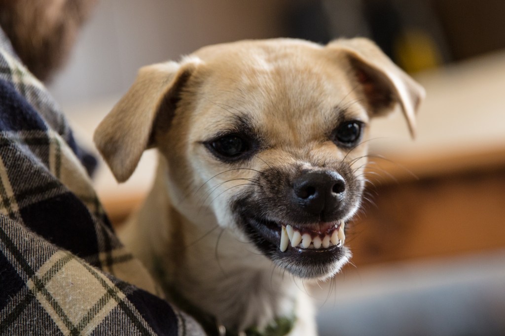 Mean little Chihuahua being held by owner, snarling, because he is being a territorial dog and ruining Thanksgiving.