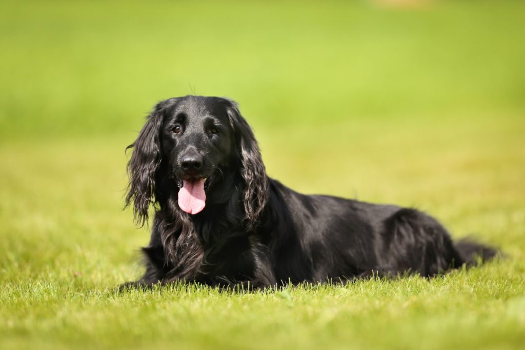 Purebred flat-coated retriever dog