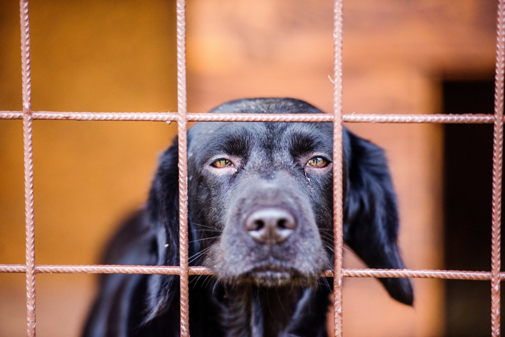 Close up of a black Labrador dog in a shelter. Frightened and sad dog staring out from a shelter cage while awaiting adoption.