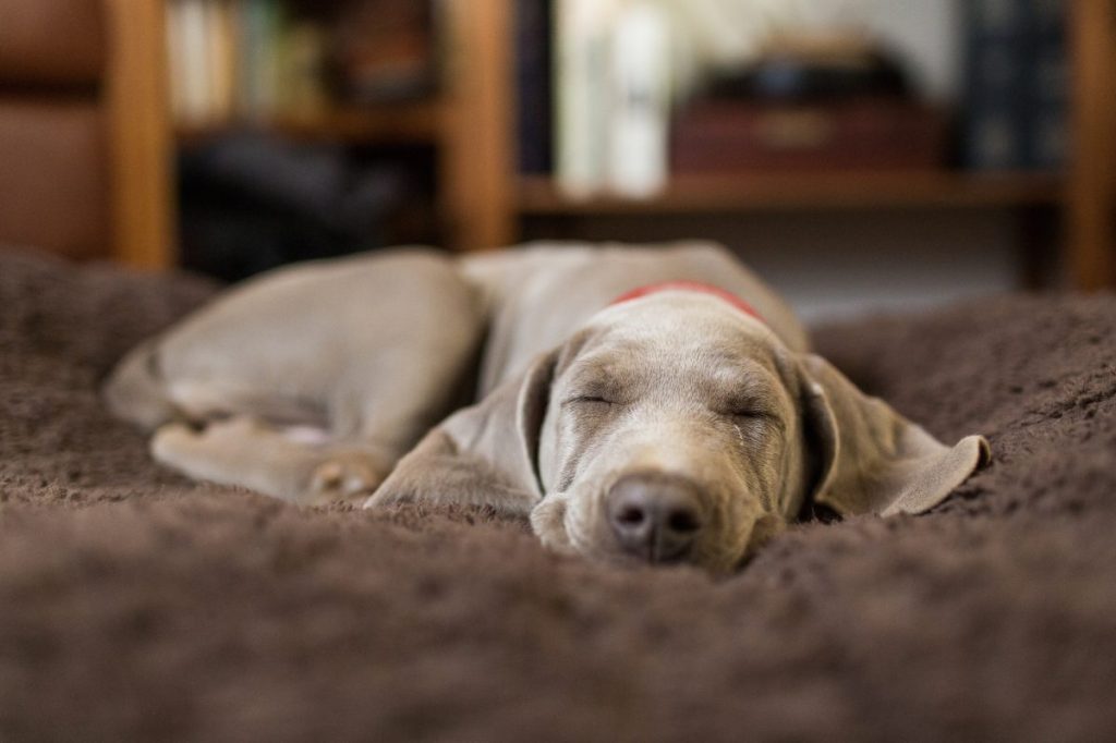 puppy sleeping indoors Melatonin