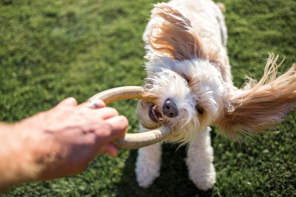 First person view of a Cavapoo dog playing with a a rubber ring toy