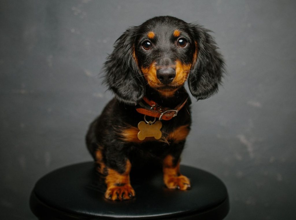 Studio photo of black and tan Dachshund puppy, looking at the camera.