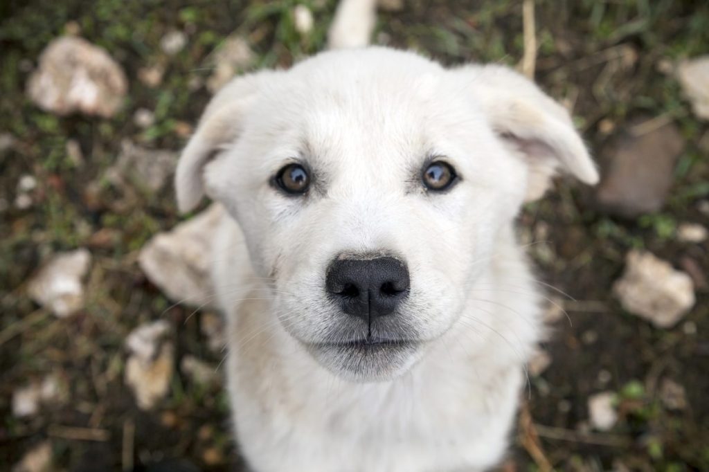 Akbash puppy sitting