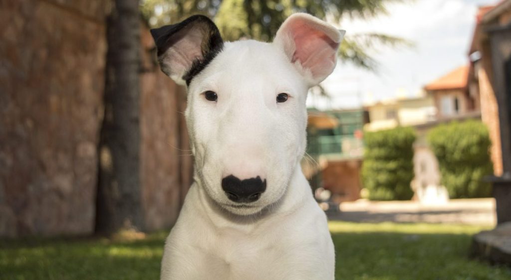 Bull Terrier looking at camera