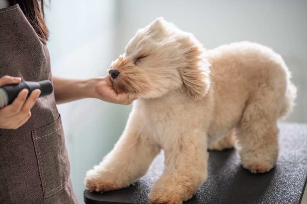 woman blow drying dog