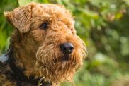 Portrait Airedale Terrier