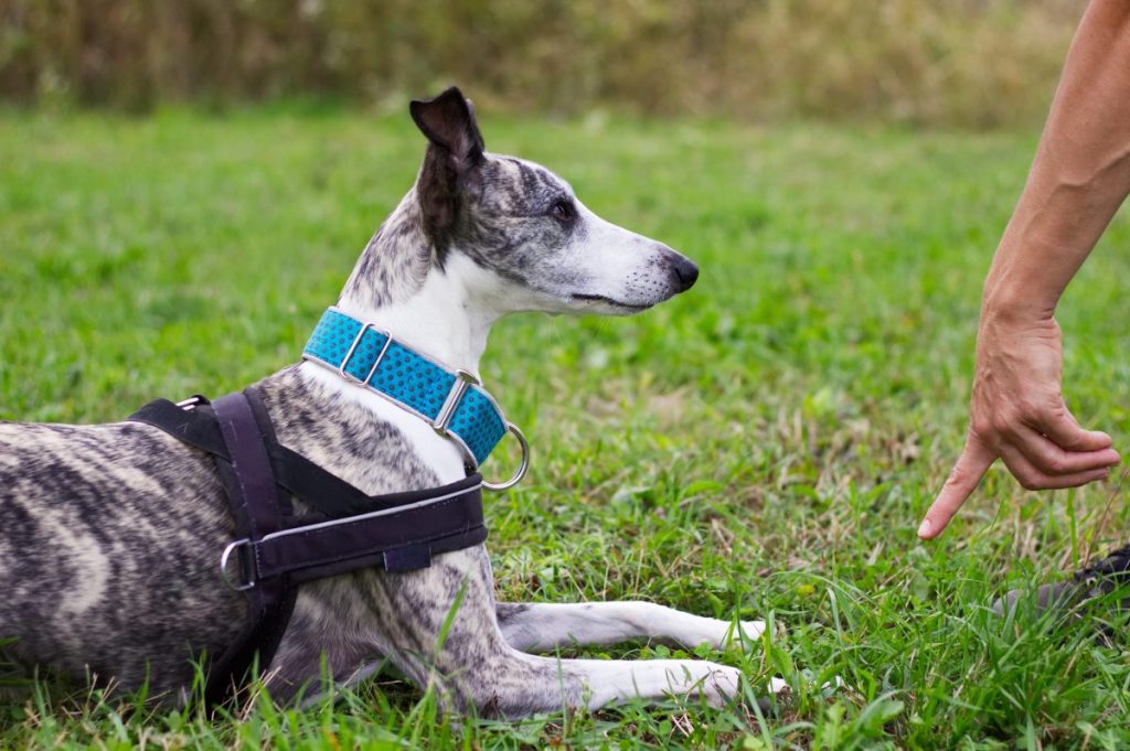 person training their dog with the down command