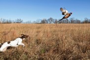 English pointer with rooster pheasant flushing out of a grass field.