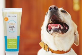 Dog with Oxyfresh Dental Gel