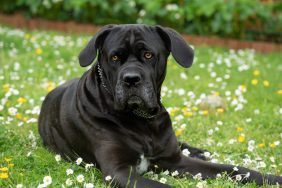 Cane Corso sitting on the grass as a guard dog — one of the pros of the breed and not a con of the dog breed.