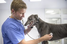 Greyhound dog undergoing pre-anesthetic evaluation on table due to the breed’s tendency for anesthesia sensitivity.