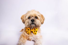 Cute Lhasa Apso puppy in the photo studio.