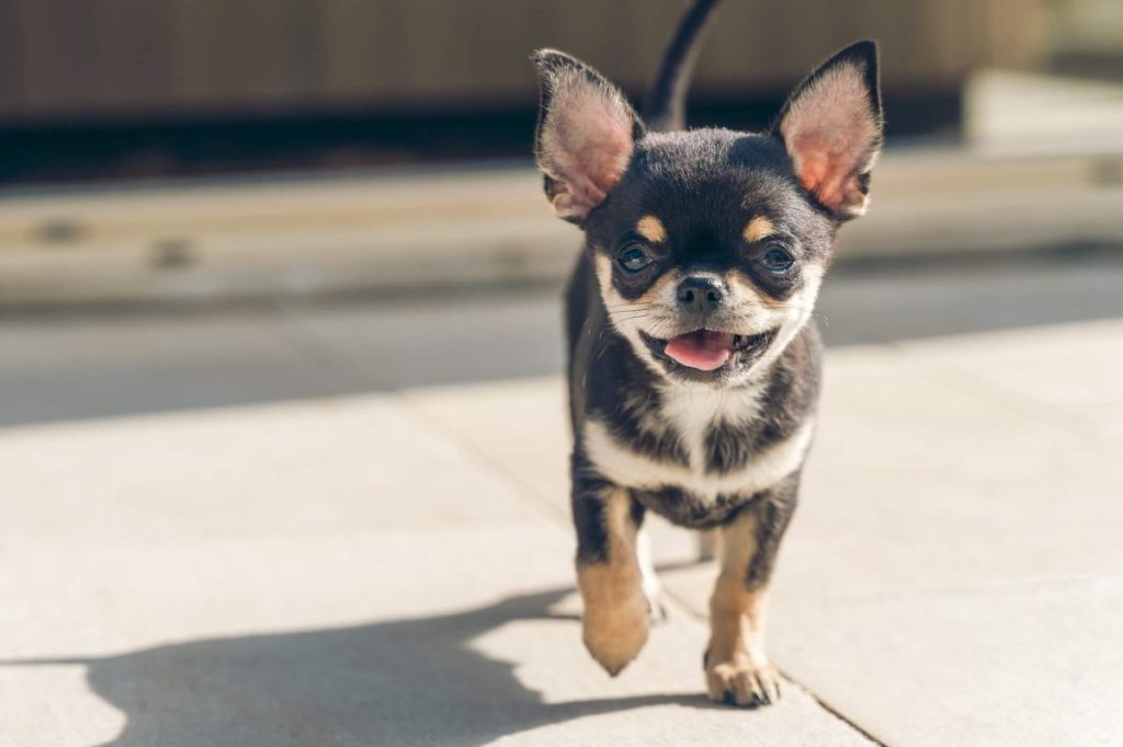 Chihuahua puppy in the sun.