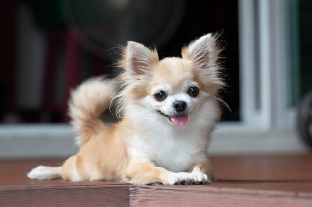 Long-haired Chihuahua on the porch.