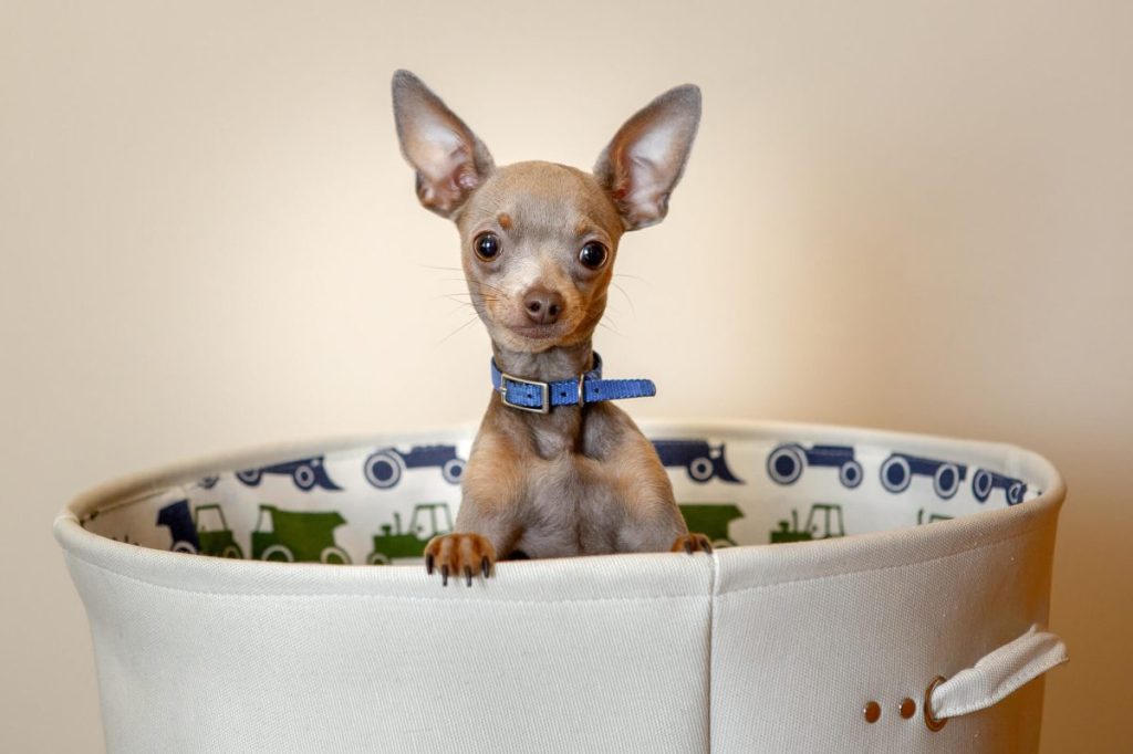 Tiny Chihuahua puppy in a bag.