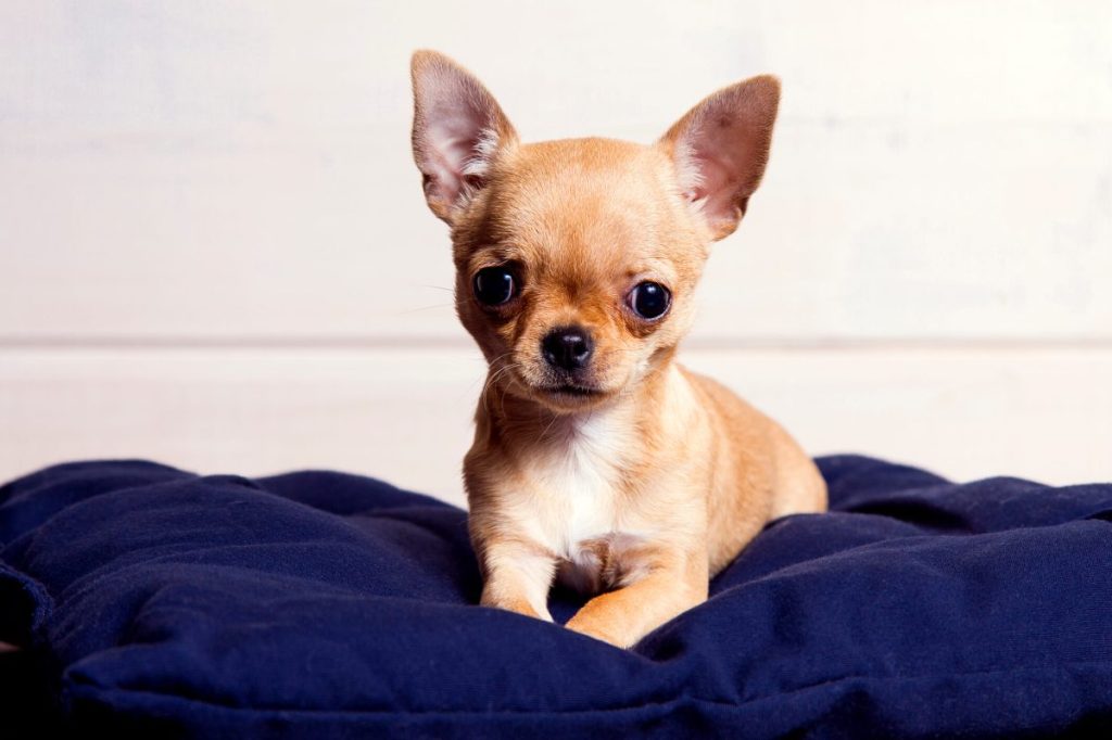 Chihuahua puppy.