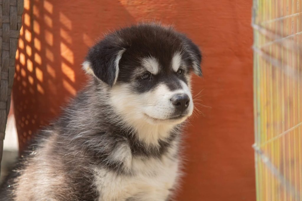 An eight week old Alaskan Malamute puppy.