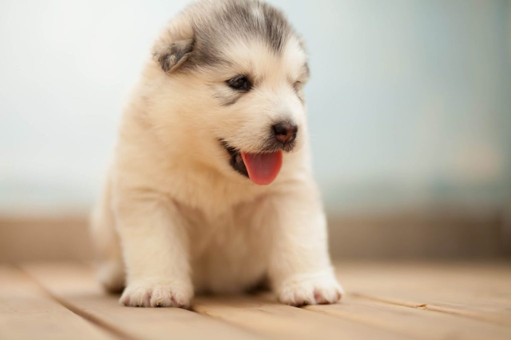 One month old Alaskan Malamute puppy.