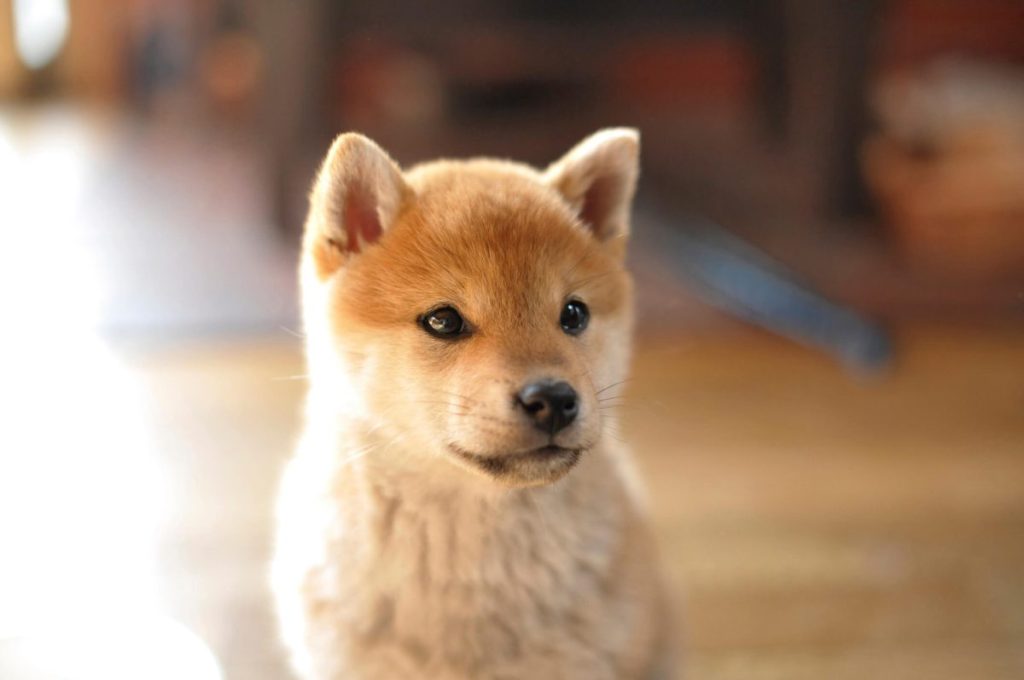 Shiba Inu puppy at home.