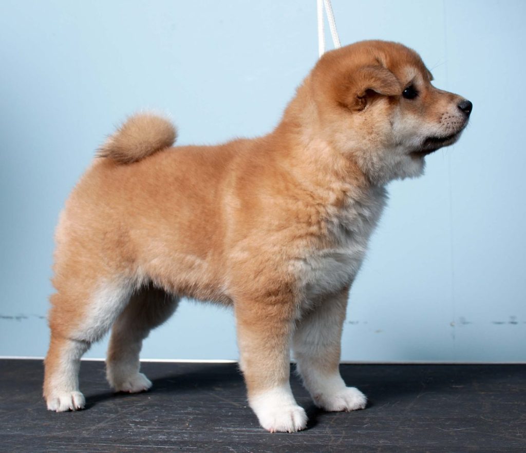 Shiba Inu puppy.