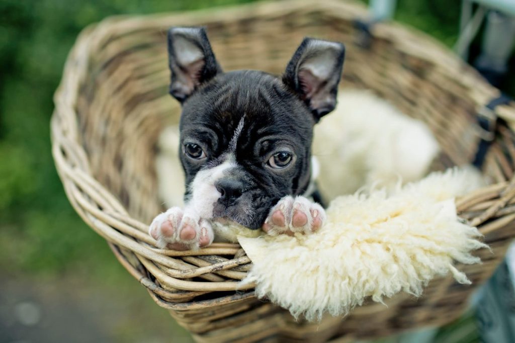 Boston Terrier puppy in a basket.