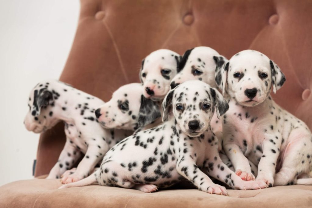 Cute Dalmatian puppies on a couch.