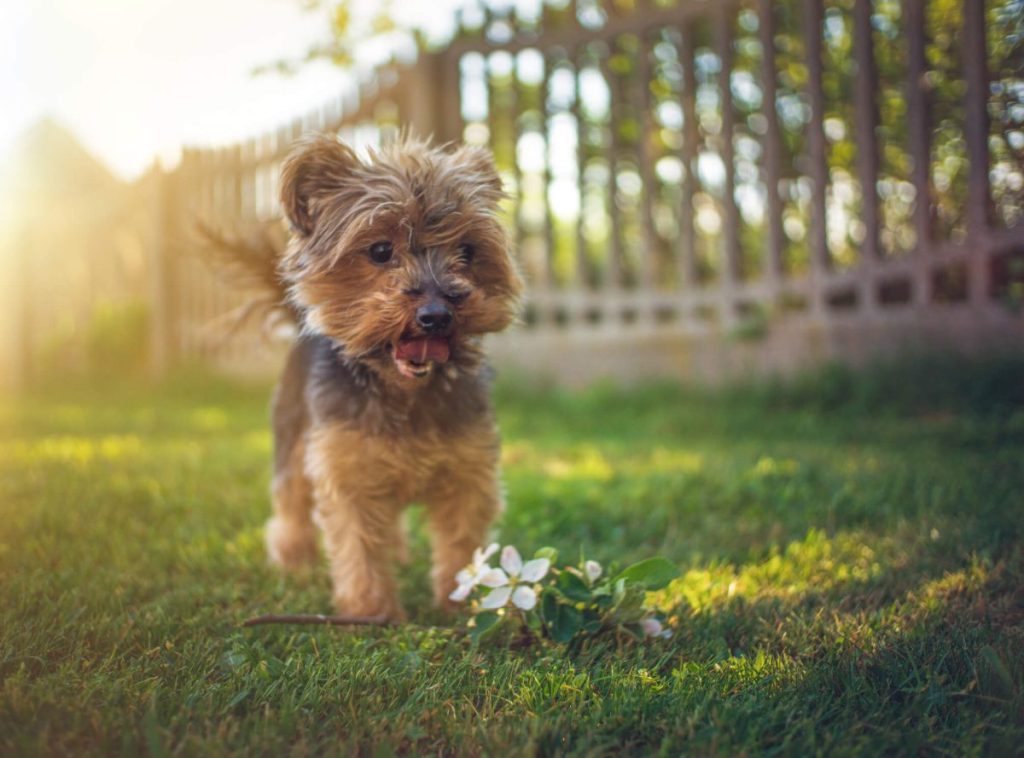 Yorkie puppy in the backyard.