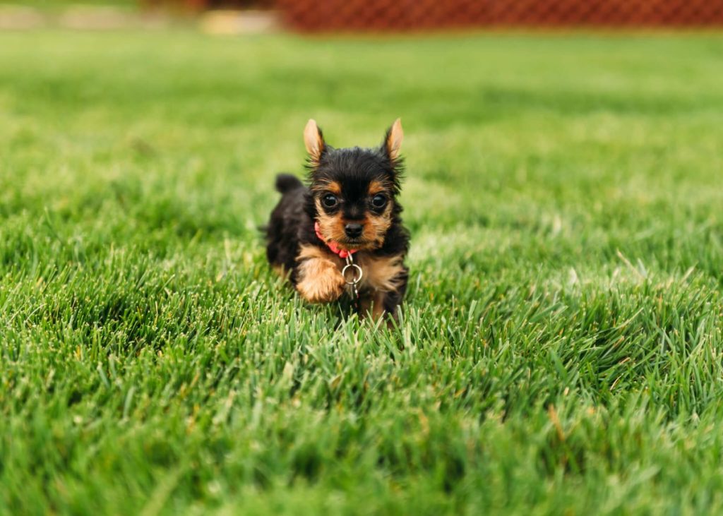 Yorkie puppy running in grass.