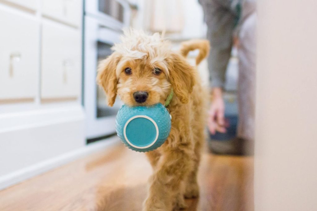 Goldendoodle puppy carrying a bowl in mouth at home.