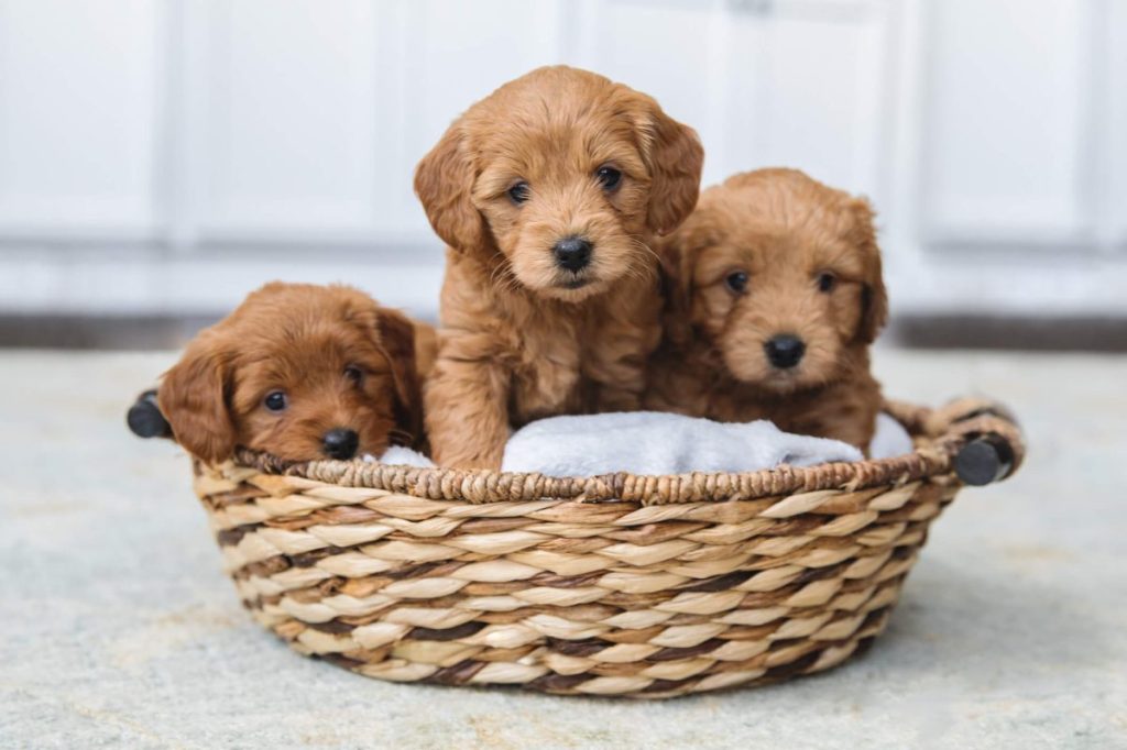 Three Goldendoodle puppies in a basket.