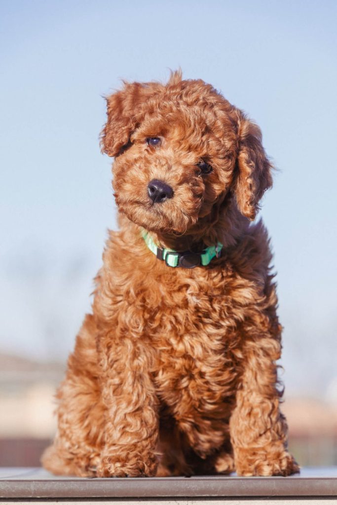 A cute Goldendoodle puppy.