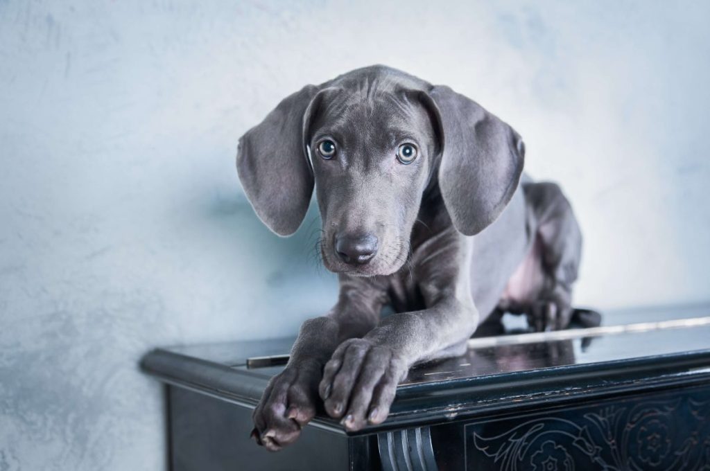 Blue Weimaraner puppy.