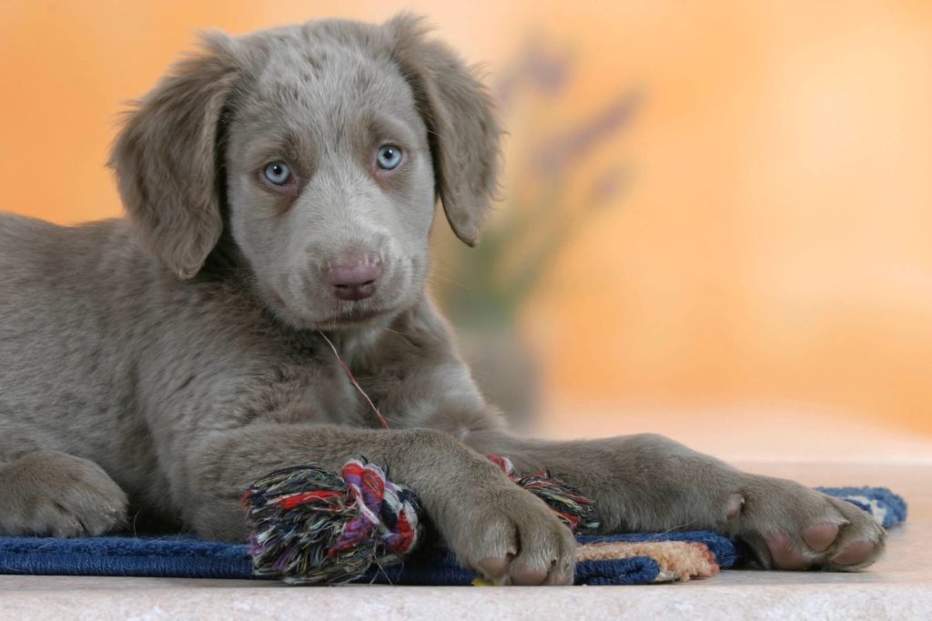 Beautiful long-haired Weimaraner puppy.