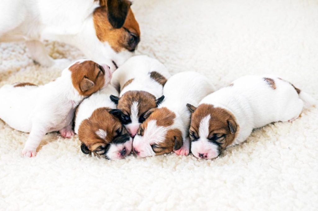 Five newborn Jack Russell Terrier puppies with mom.