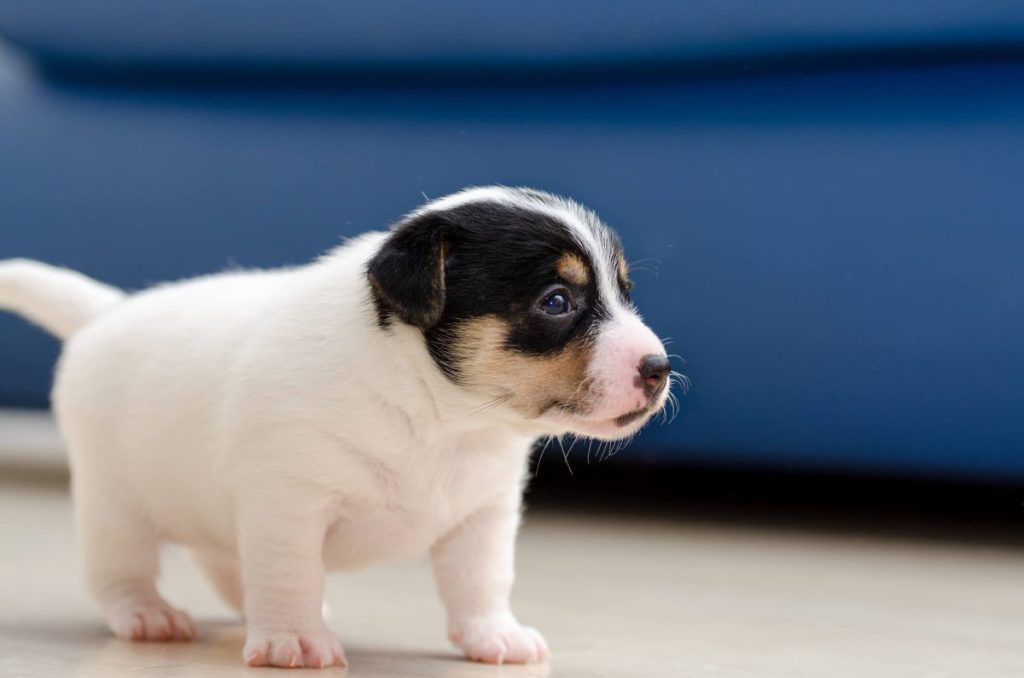 Cute Jack Russell Terrier puppy at home.