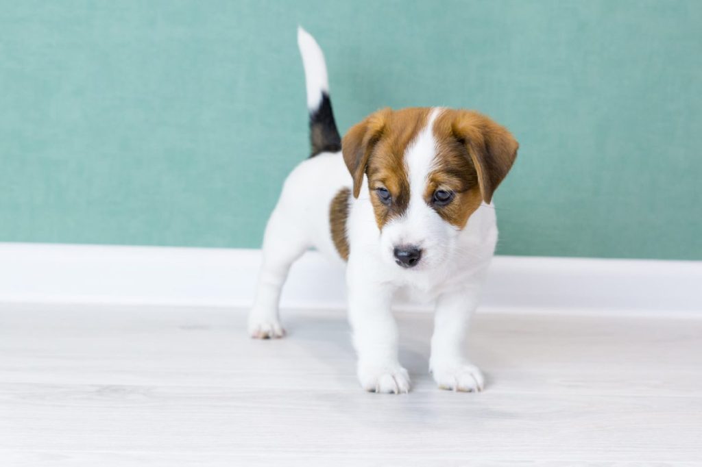 Jack Russell Terrier puppy at home.