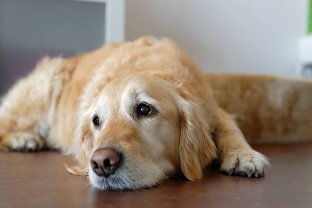 Golden Retriever dog — one of the most susceptible breeds to develop bone cancer.