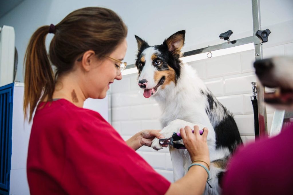 Dog at the groomer’s getting nails trimmed.