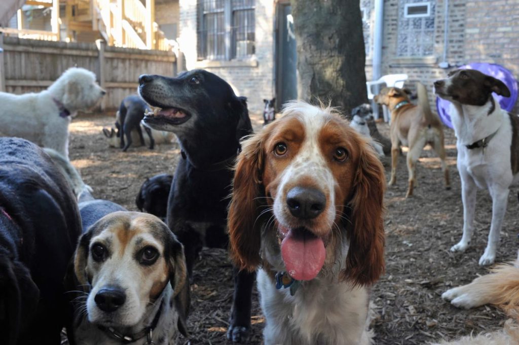 Dogs playing outdoors at a doggy daycare — one of the high-risk areas for contracting canine influenza.