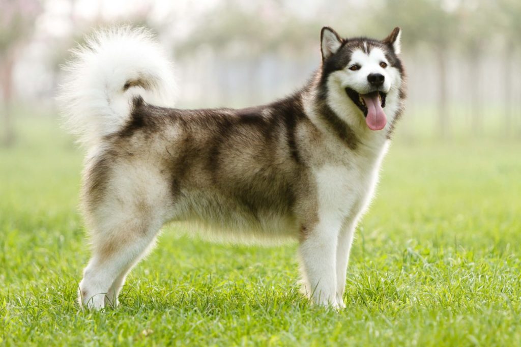 Alaskan Malamute dog with a natural curled tail.