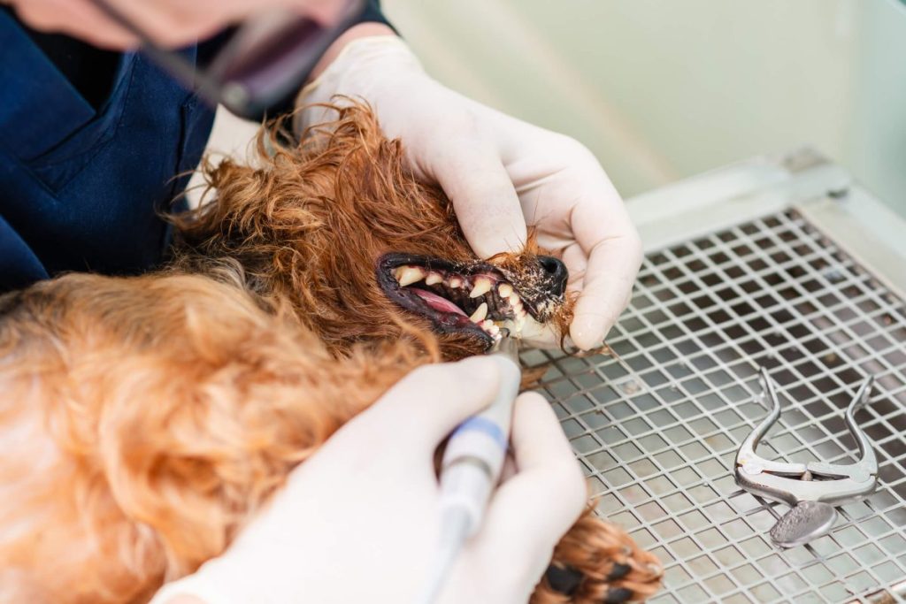 Vet cleaning the teeth of a dog under anesthesia.