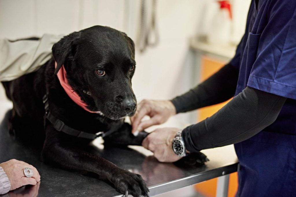 Vet drawing Labrador dog’s blood for testing to confirm diagnosis of Pompe disease.